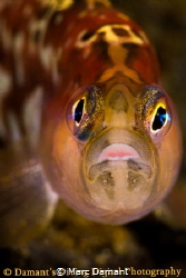 A glowing close up of a Longfin Gunnel. 100mm macro on Ca... by Marc Damant 